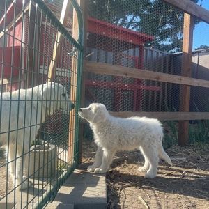 Meet your Posher, Diana